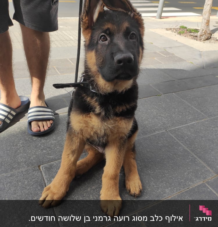 גור כלבים עם רצועה באימון ברחוב